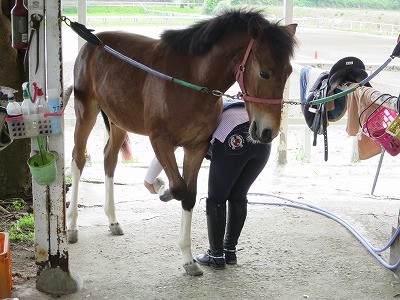 新馬調教　肢を上げる