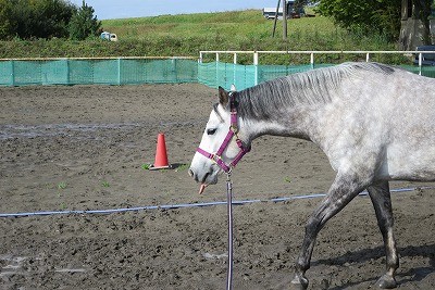 馬のリーダーになろう！