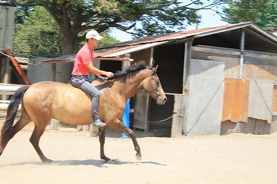 馬との信頼関係