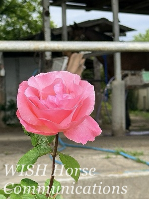 馬とバラ