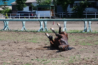 馬の幸せの表情