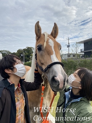 全日本馬場馬術大会