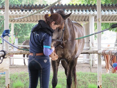 平和な乗馬