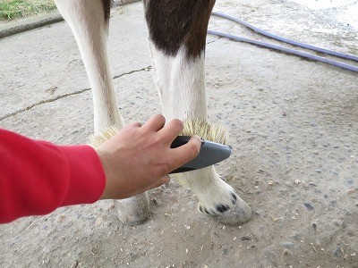 新馬調教　肢にもブラシかけしよう！