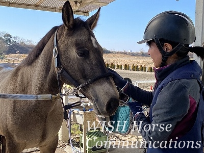 馬の手入れ