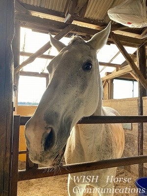 馬　穏やかな瞳