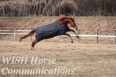 喜ぶ馬