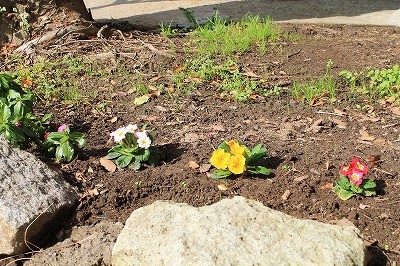 乗馬クラブのお花植え