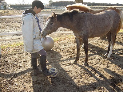 馬とのコミュニケーションをとるには