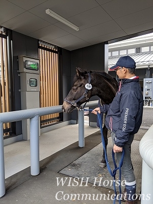 全日本馬場馬術大会