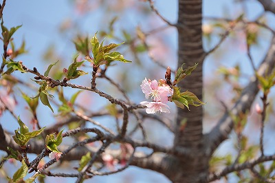 河津桜