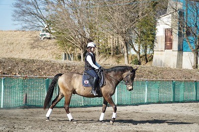 乗馬上達の秘訣