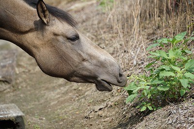 乗馬は馬との会話が大切