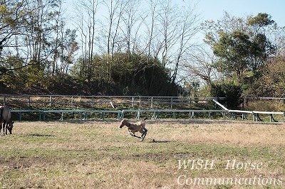 子馬のダッシュ！