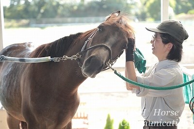 馬が喜ぶ手入れ