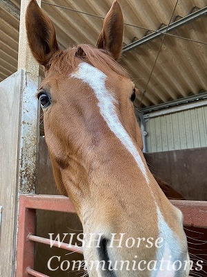 可愛い馬の表情