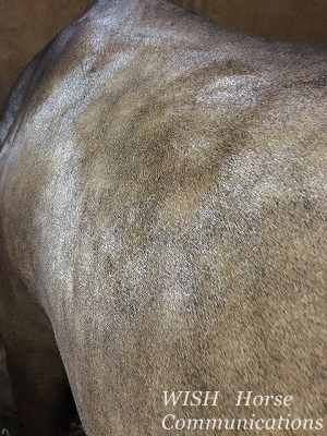 馬の栄養斑点