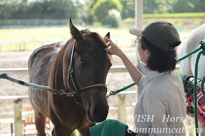 馬とのコミュニケーションを学ぼう