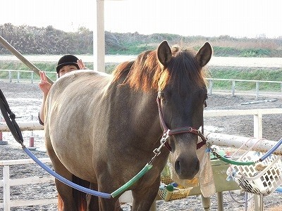 馬との信頼関係を作る