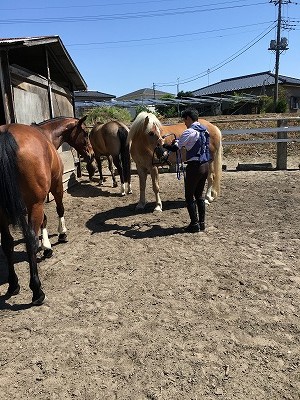 馬の話を聞く