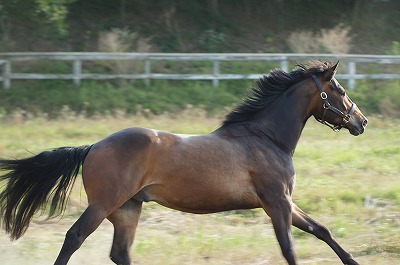 馬を信じる自分を信じる