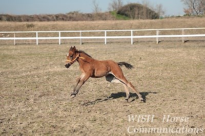 子馬のお腹