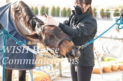 特別な乗馬