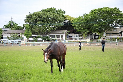 馬の表情は物語る