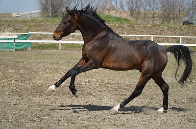 馬を大切にする乗馬クラブ