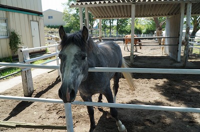 乗馬は信頼関係