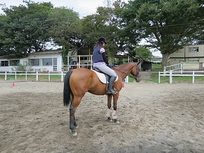 乗馬の研究