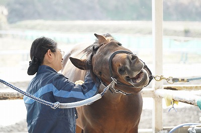 馬とハッピーコミュニケーションしましょう！