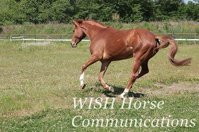 かっこいい馬
