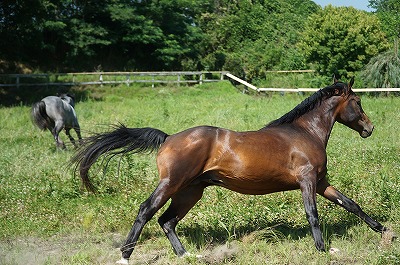 のびのびと良い馬の管理をします