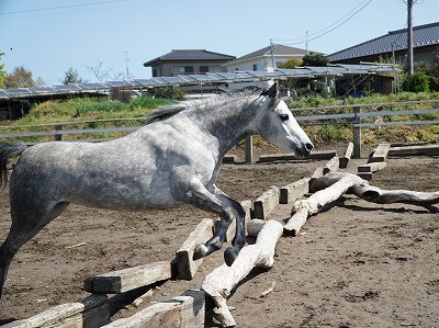 馬の遊ぶ姿