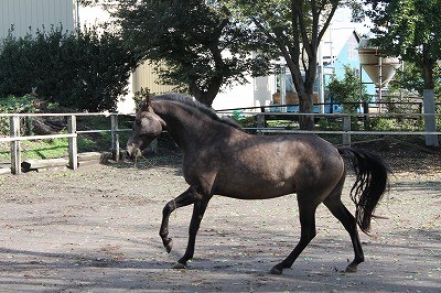 とても楽しそうな馬の表情