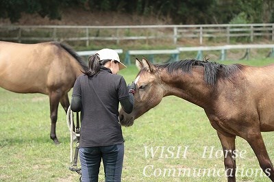 馬に好かれる乗馬