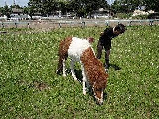 クローバーとポニー