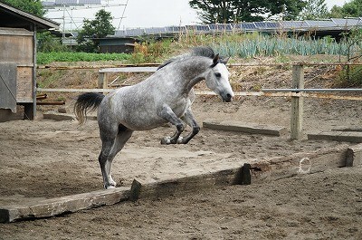 馬の遊ぶ姿