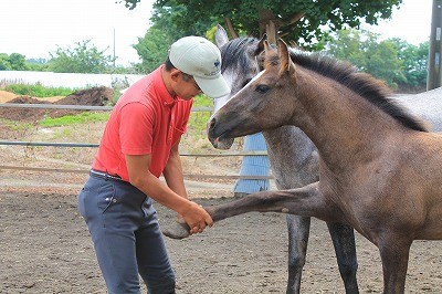 馬と踊ろう