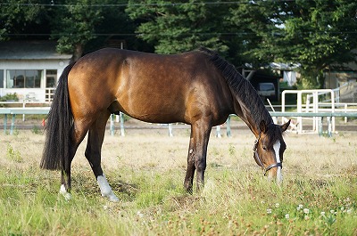 幸せな馬が幸せな乗馬をくれる