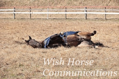 寝ころぶ馬