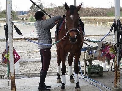 良い馬の凛々しい姿