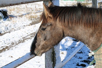 雪を味見する馬