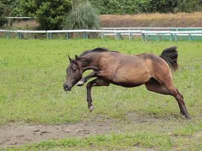 馬の喜びジャンプ！