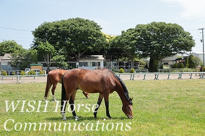 良い乗馬クラブ