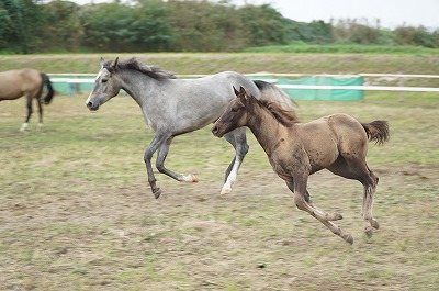 馬を健康に管理するために