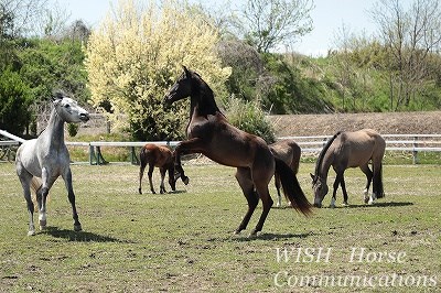 馬がお相撲を取る