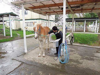 乗用馬の血統登録をしました