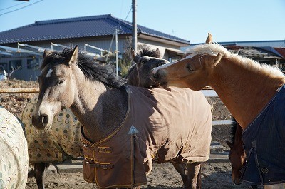 みんなで遊ぶ馬たち